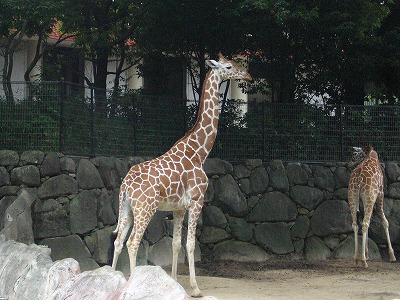 金沢動物園16P1040425.jpg