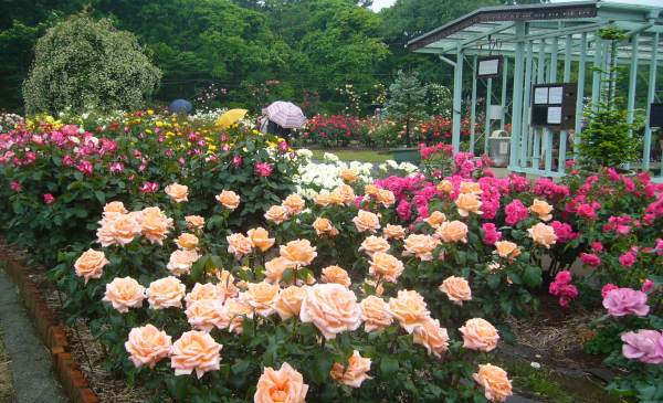 フラワーセンターばら園ピンクの薔薇たち