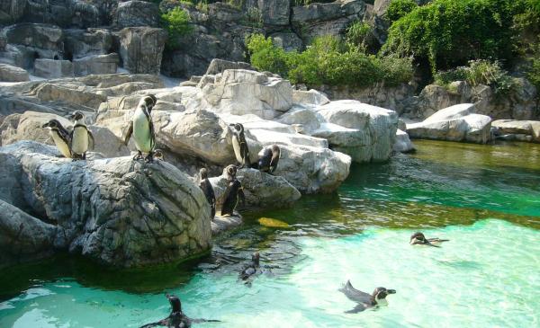 ズーラシアで涼しそうなのはフンボルトペンギン