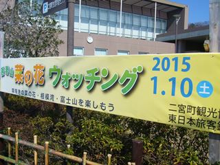 菜の花ウォッチング2015年開催中です、二宮町吾妻山