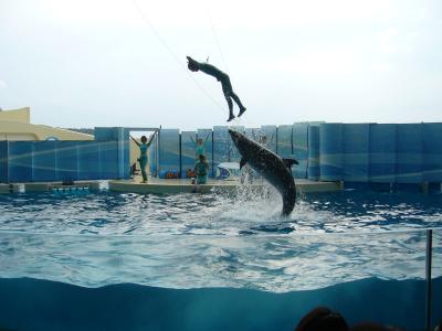新江ノ島水族館ではイルカショーを楽しみました